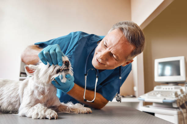 Best Emergency Dental Services for Seniors in Sweetwater, TN